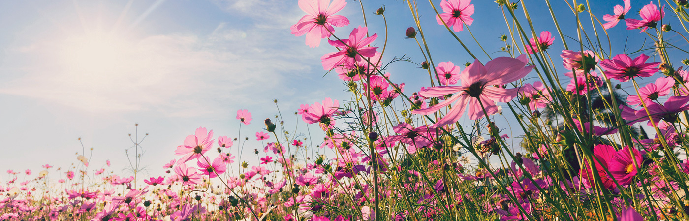 spring scene
